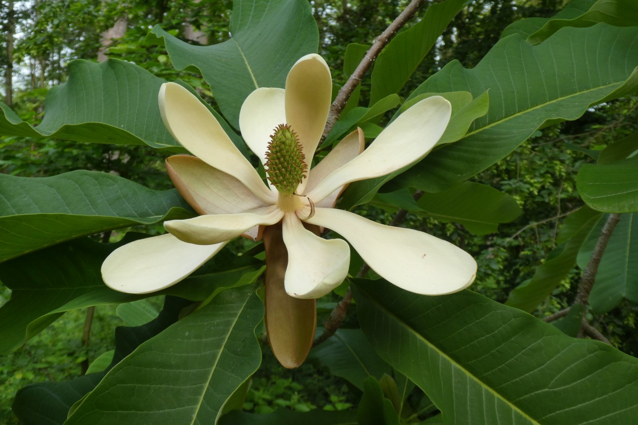 magnolia officinalis var biloba